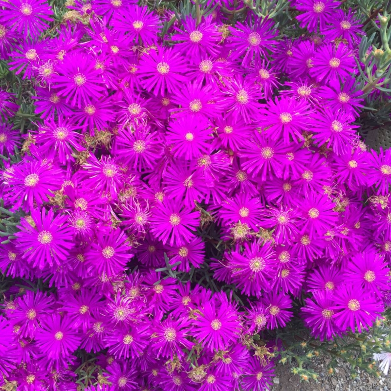 Ice Plant Lampranthus sp.